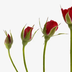 Red rose flower opening from bud - sequence, digital composite Red rose flower opening from bud - sequence, digital composite