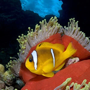Red Sea anemonefish (Amphiprion bicinctus) in Magnificent sea anemone (Heteractis magnifica)