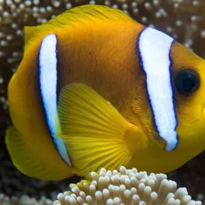 Red Sea anemonefish (Amphiprion bicinctus) in sea-anemone, Red Sea