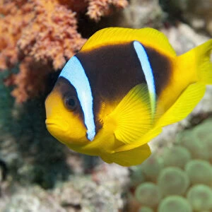 Red Sea anemonefish (Amphiprion bicinctus) in anemone. Egypt, Red Sea