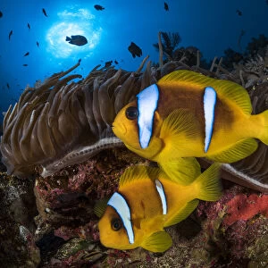 Red Sea anemonefish (Amphiprion bicinctus) in their home, a Sea anemone (Heteractis magnifica)