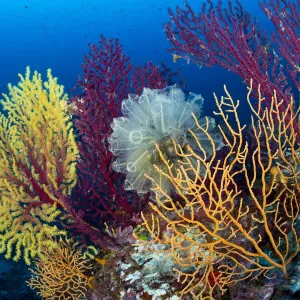 Coral marino de abanico rojo (Paramuricea clavata) con corales gorgonianos y calamar de bombilla. Coral marino de abanico rojo (Paramuricea clavata) con corales gorgonianos y calamar de bombilla.