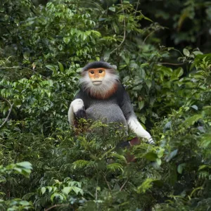 Red shanked douc langur (Pygathrix nemaeus) Son Tra Nature Reserve, Vietnam