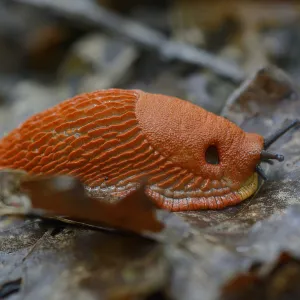 Red slug (Arion rufus) Vosges, France, September