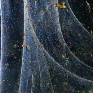 Araignée rouge (Tetranychus urticae), Andalousie, Espagne, juin. Araignée rouge (Tetranychus urticae), Andalousie, Espagne, juin.