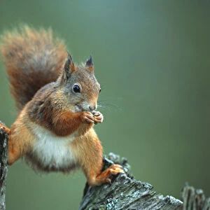 Red squirrel balancing on pine stump {Sciurus vulgaris} Norway