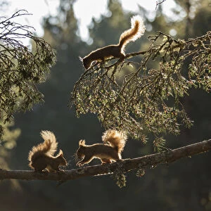 Red squirrel, (Sciurus vulgaris), three animals backlit on pine branch, Cairngorms National Park
