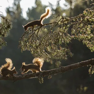 Red squirrel, (Sciurus vulgaris), three animals backlit on pine branch, Cairngorms National Park