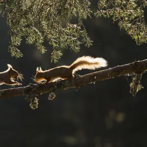 Red squirrel, (Sciurus vulgaris), two backlit on pine branch, Cairngorms National Park