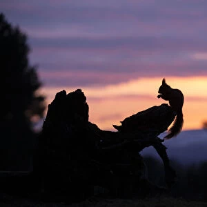Red squirrel, (Sciurus vulgaris), silhouetted on stump at dawn, Scotland, UK. March