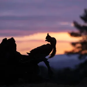 Red squirrel, (Sciurus vulgaris), silhouetted on stump at dawn, Scotland, UK. March Red squirrel, (Sciurus vulgaris), silhouetted on stump at dawn, Scotland, UK. March