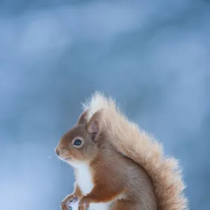 Red Squirrel (Sciurus vulgaris) adult in snow, Cairngorms National Park, Scotland