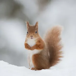 Red Squirrel (Sciurus vulgaris) adult in snow, Cairngorms National Park, Scotland Red Squirrel (Sciurus vulgaris) adult in snow, Cairngorms National Park, Scotland