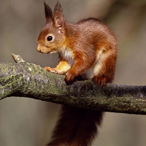 Red squirrel (Sciurus vulgaris) adult in winter coat in deciduous woodland, Berwickshire