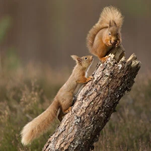 Red squirrel (Sciurus vulgaris) approaching another as it eats a nut, Cairngorms National Park