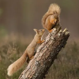 Red squirrel (Sciurus vulgaris) approaching another as it eats a nut, Cairngorms National Park Red squirrel (Sciurus vulgaris) approaching another as it eats a nut, Cairngorms National Park