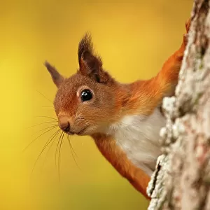 Red squirrel (Sciurus vulgaris) with autumn colours, Cairngorms National Park, Highlands, Scotland, UK. October