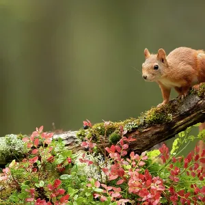 Red Squirrel (Sciurus vulgaris) on a branch in Autumn colours. Norway, September Red Squirrel (Sciurus vulgaris) on a branch in Autumn colours. Norway, September