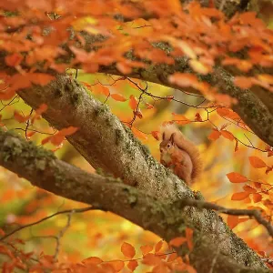 Red squirrel (Sciurus vulgaris) on branch in autumnal forest, Cairngorms National Park, Highlands, Scotland, UK, October Red squirrel (Sciurus vulgaris) on branch in autumnal forest, Cairngorms National Park, Highlands, Scotland, UK, October