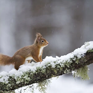 Red squirrel (Sciurus vulgaris) on branch in snow, Glenfeshie, Cairngorms National Park