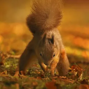 Red Squirrel (Sciurus vulgaris) burying food, Highlands, Scotland, UK, October