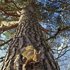 Red Squirrel (Sciurus vulgaris) climbing down pine tree, in the Cairngorms National Park