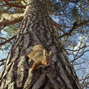 Red Squirrel (Sciurus vulgaris) climbing down pine tree, in the Cairngorms National Park