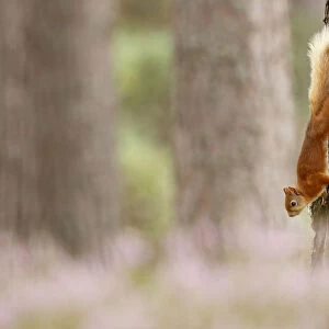 Red squirrel (Sciurus vulgaris) climbing down Scots pine tree, with heather in bloom