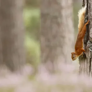 Red squirrel (Sciurus vulgaris) climbing down Scots pine tree, with heather in bloom