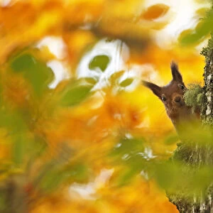 Red squirrel (Sciurus vulgaris) climbing tree trunk with autumn leaves, Highlands