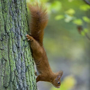 Red squirrel (Sciurus vulgaris) climbing down tree trunk in woodland, France