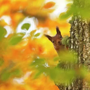Red squirrel (Sciurus vulgaris) climbing tree trunk with autumn leaves, Highlands, Scotland, October 2015