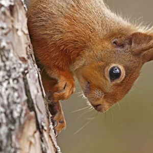 Red squirrel (Sciurus vulgaris) close-up climbing down tree, Cairngorms National Park
