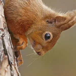 Red squirrel (Sciurus vulgaris) close-up climbing down tree, Cairngorms National Park