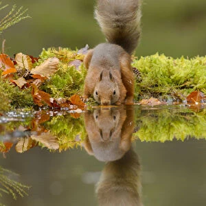 Red squirrel (Sciurus vulgaris) drinking from water, Black Isle, Scotland, UK. October