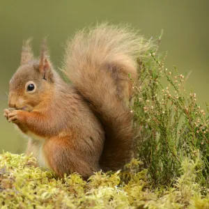 Red squirrel (Sciurus vulgaris) feeding, Black Isle, Scotland, UK, February