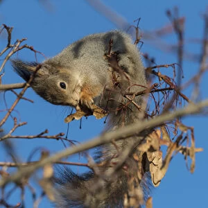 Red squirrel (Sciurus vulgaris) feeding on Maple (Acer sp) seeds in tree
