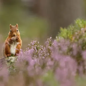 Red squirrel (Sciurus vulgaris) feeding on pine cone in purple heather covered pine forest