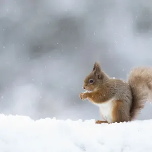 Red Squirrel Print, Scotland, UK Red Squirrel Print, Scotland, UK