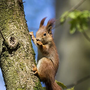 Red squirrel (Sciurus vulgaris) feeding in a tree, Bavaria, Germany, Europe