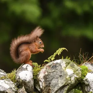 Scoiattolo rosso (Sciurus vulgaris) che si ciba su un muro di pietra secca. Centro Campo Aigas, Highlands scozzesi. Scozia. Ottobre. Scoiattolo rosso (Sciurus vulgaris) che si ciba su un muro di pietra secca. Centro Campo Aigas, Highlands scozzesi. Scozia. Ottobre.