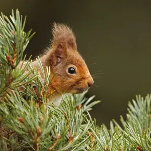 Red Squirrel (sciurus vulgaris) foraging in pine tree, Cairngorms National Park, Highlands