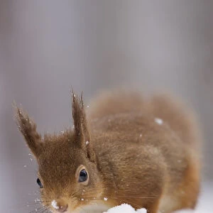 Red squirrel (Sciurus vulgaris) foraging in snow, Glenfeshie, Cairngorms NP, Scotland
