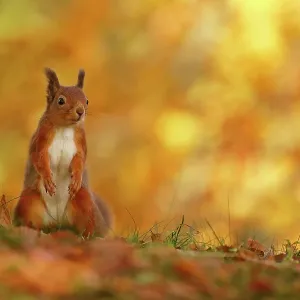 Red squirrel (Sciurus vulgaris) on forest floor with autumn leaves Highlands, Scotland, UK, October