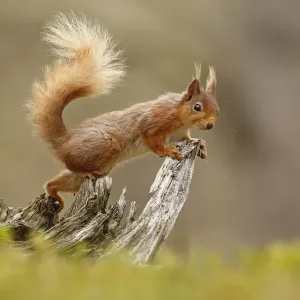 Red Squirrel (Sciurus vulgaris) on gnarled tree stump. Cairngorms National Park, Highlands