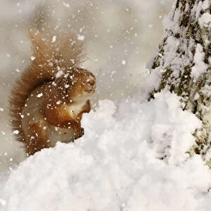 Red squirrel (Sciurus vulgaris) hit by falling snow, Cairngorms National Park, Highlands