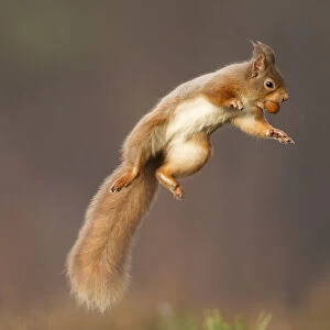 Red squirrel (Sciurus vulgaris) jumping, holding a nut in its mouth, Cairngorms National Park