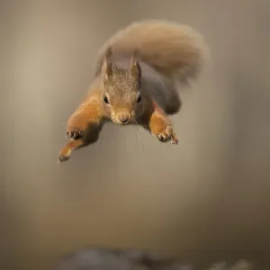 Red Squirrel Print - Scotland, UK Red Squirrel Print - Scotland, UK