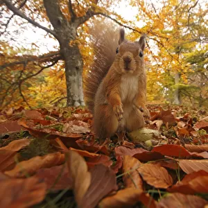 Red Squirrel (Sciurus vulgaris) in leaf litter in autumnal woodland, Highlands, Cairngorms
