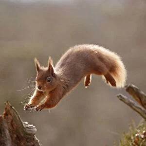 Red Squirrel (sciurus vulgaris) leaping between tree stumps, backlit in morning light